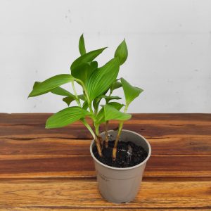 Cypripedium Branco V.12