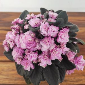 Saintpaulia Jolli Pink