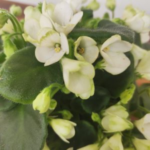 Saintpaulia White Trumpet