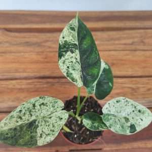 Alocasia 'Dragon Scale Mint'