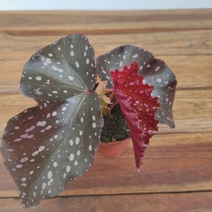 Begonia 'Palmata Don'