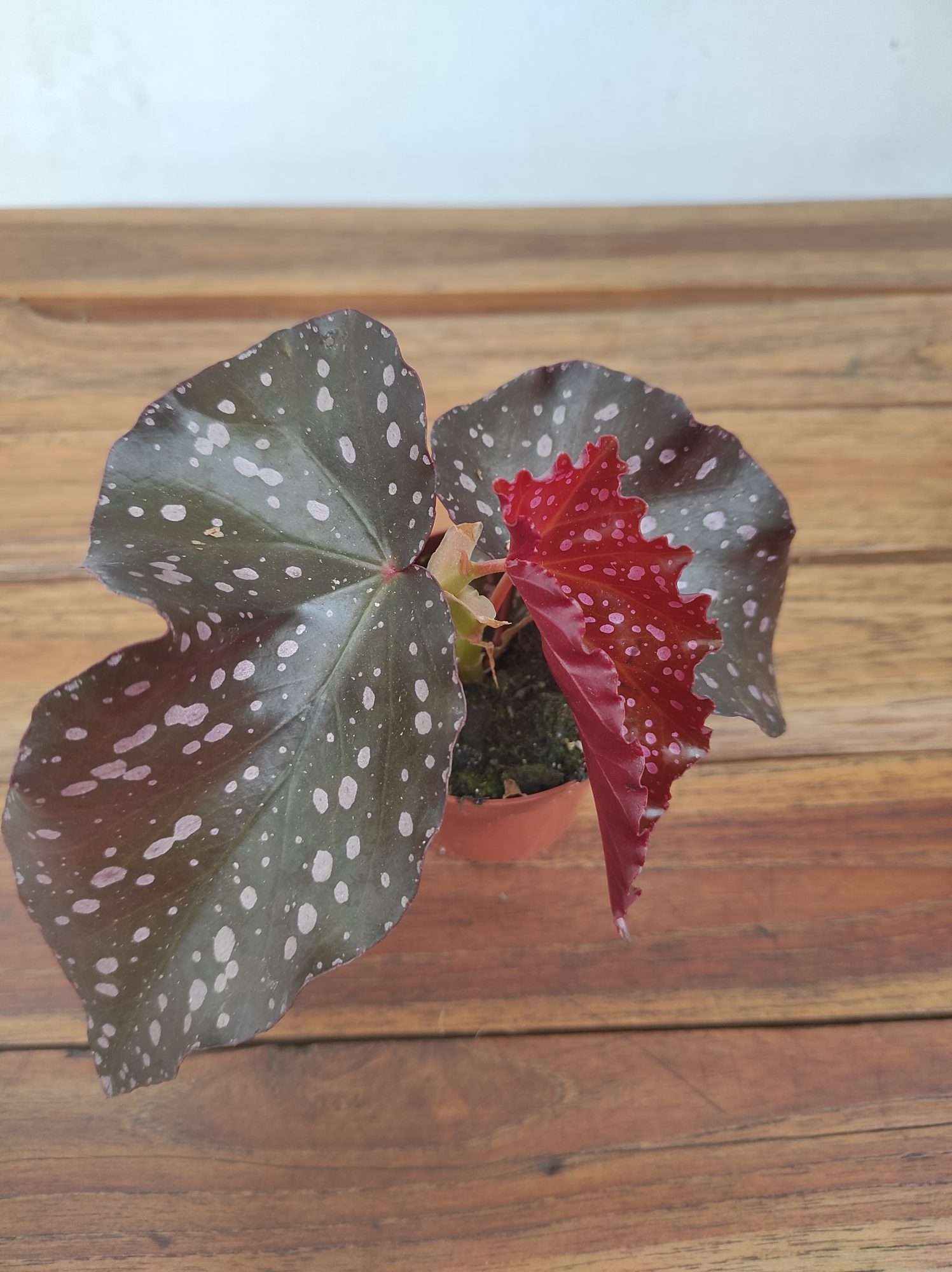 Begonia 'Palmata Don'