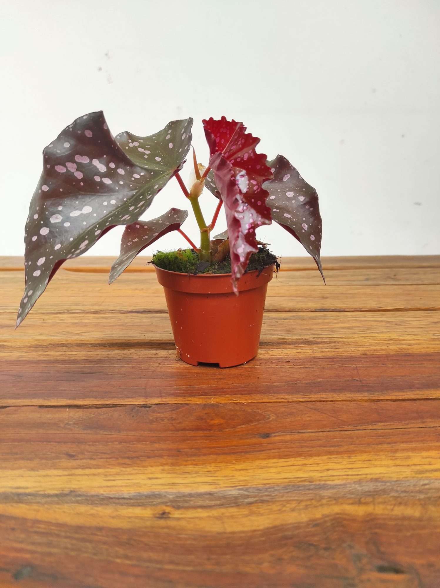 Begonia 'Palmata Don' - Image 2
