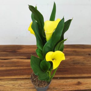 Zantedeschia - Jarro Amarelo
