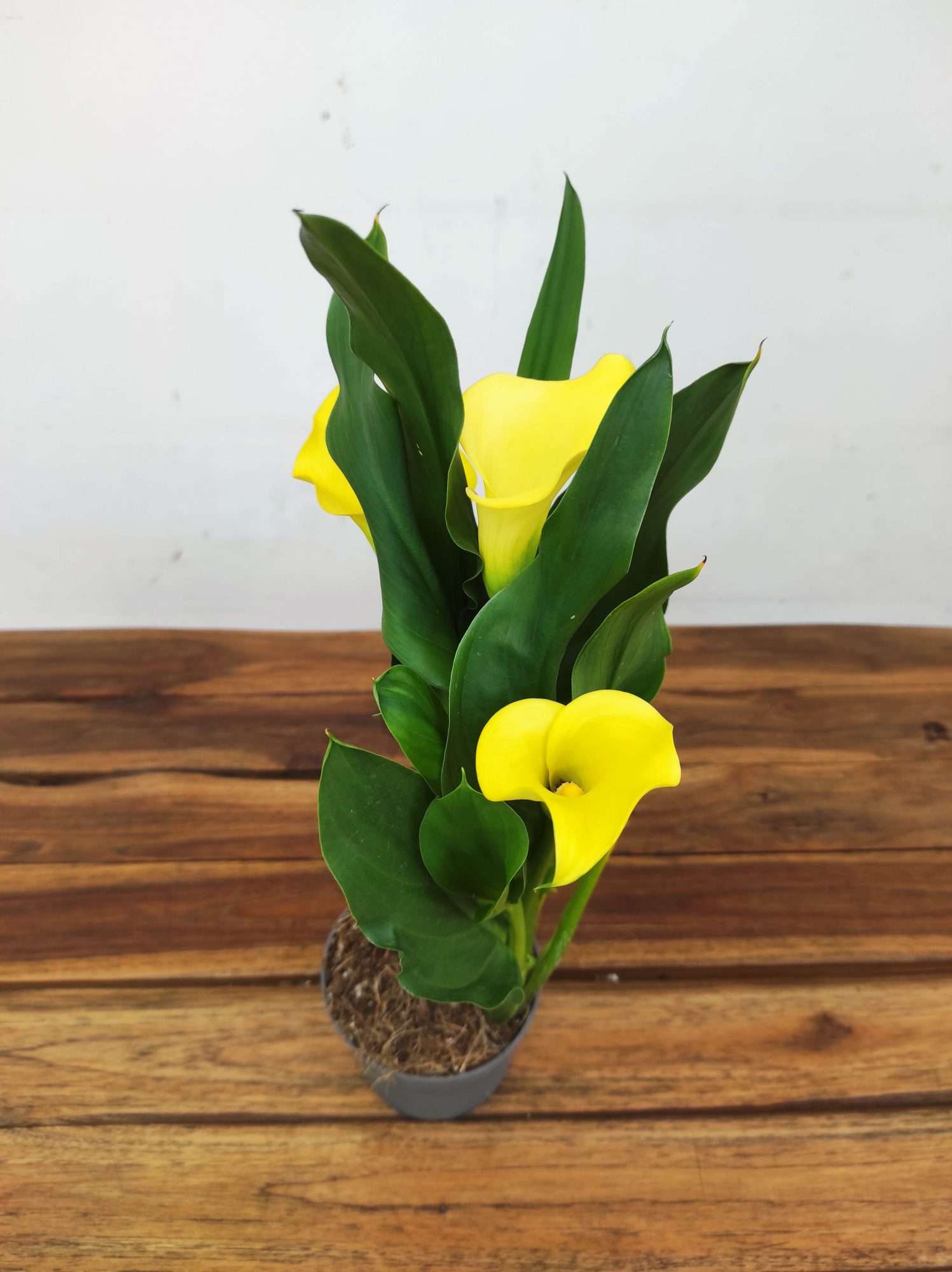 Zantedeschia - Jarro Amarelo