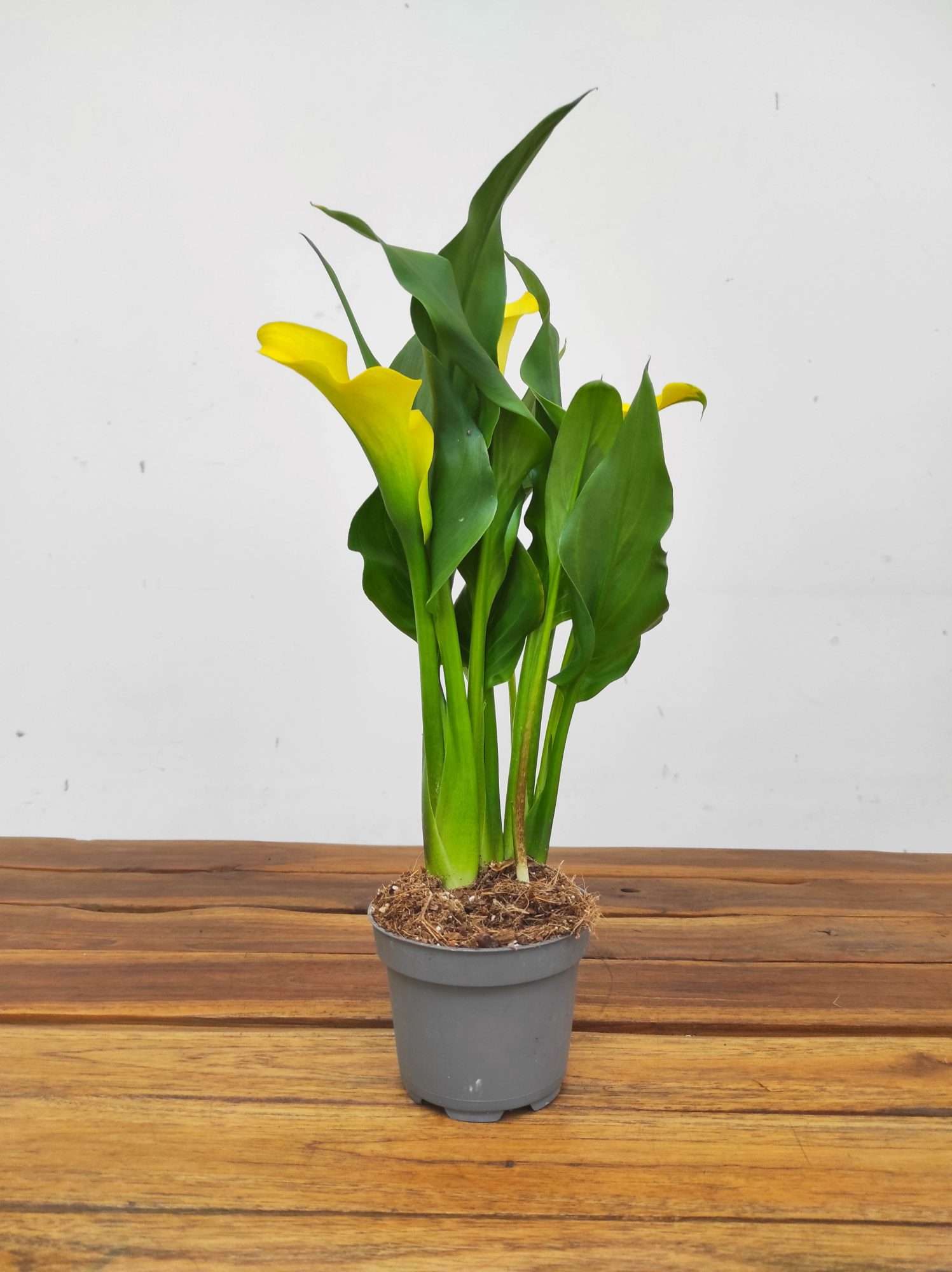 Zantedeschia - Jarro Amarelo - Image 2