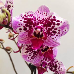 Phalaenopsis V.9