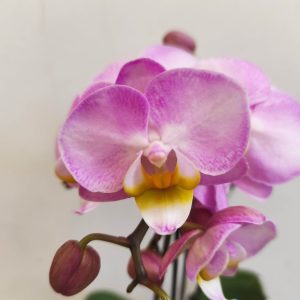 Phalaenopsis V.9