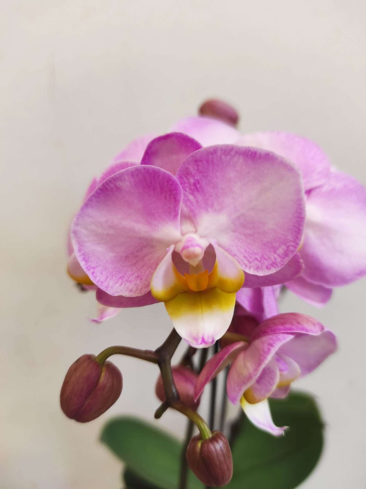 Phalaenopsis V.9