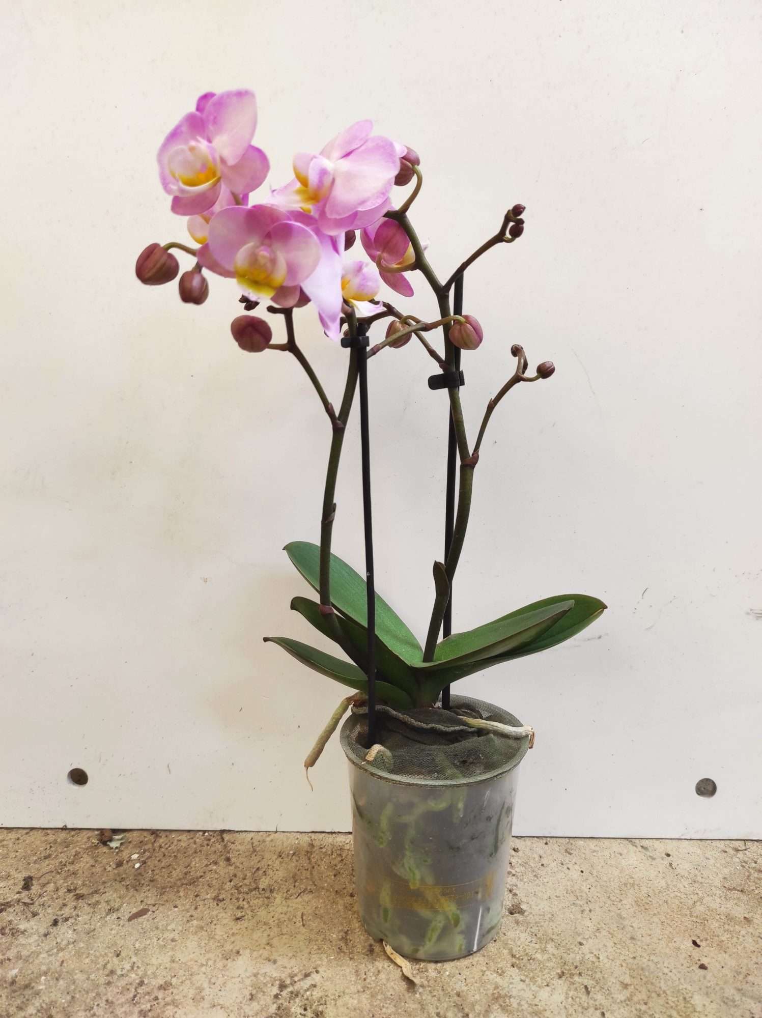 Phalaenopsis V.9 - Image 2