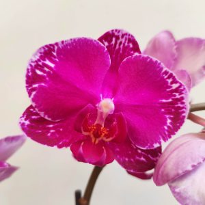 Phalaenopsis V.9