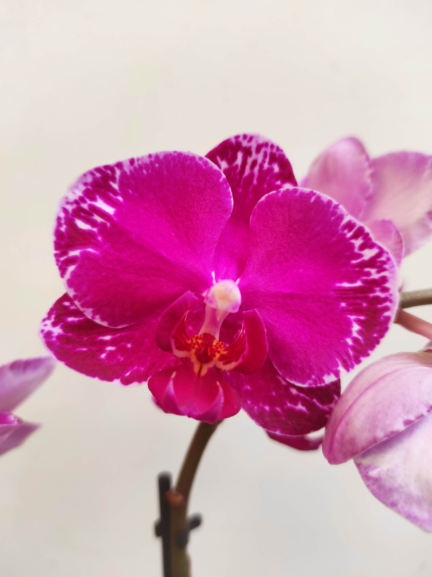 Phalaenopsis V.9