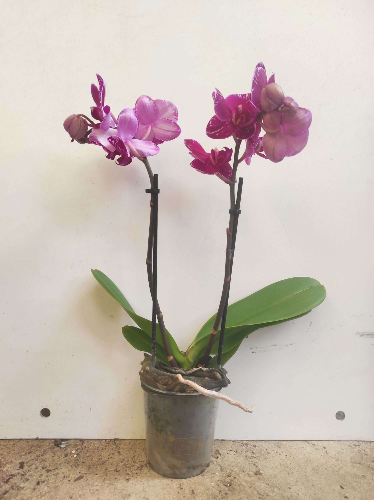 Phalaenopsis V.9 - Image 2