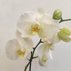 Phalaenopsis V.9