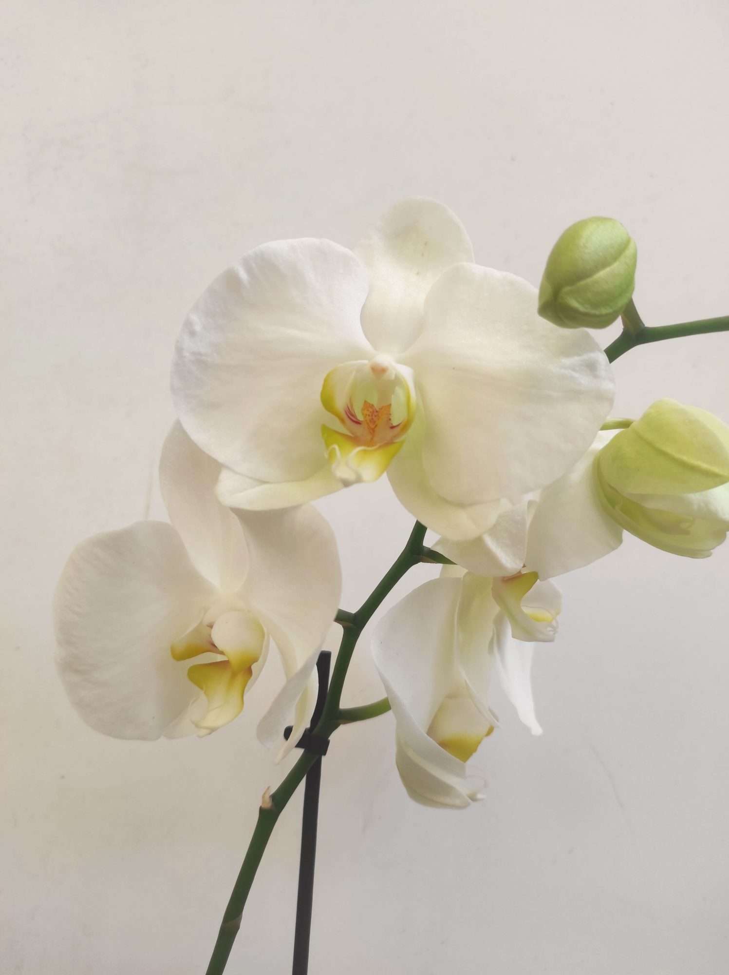 Phalaenopsis V.9