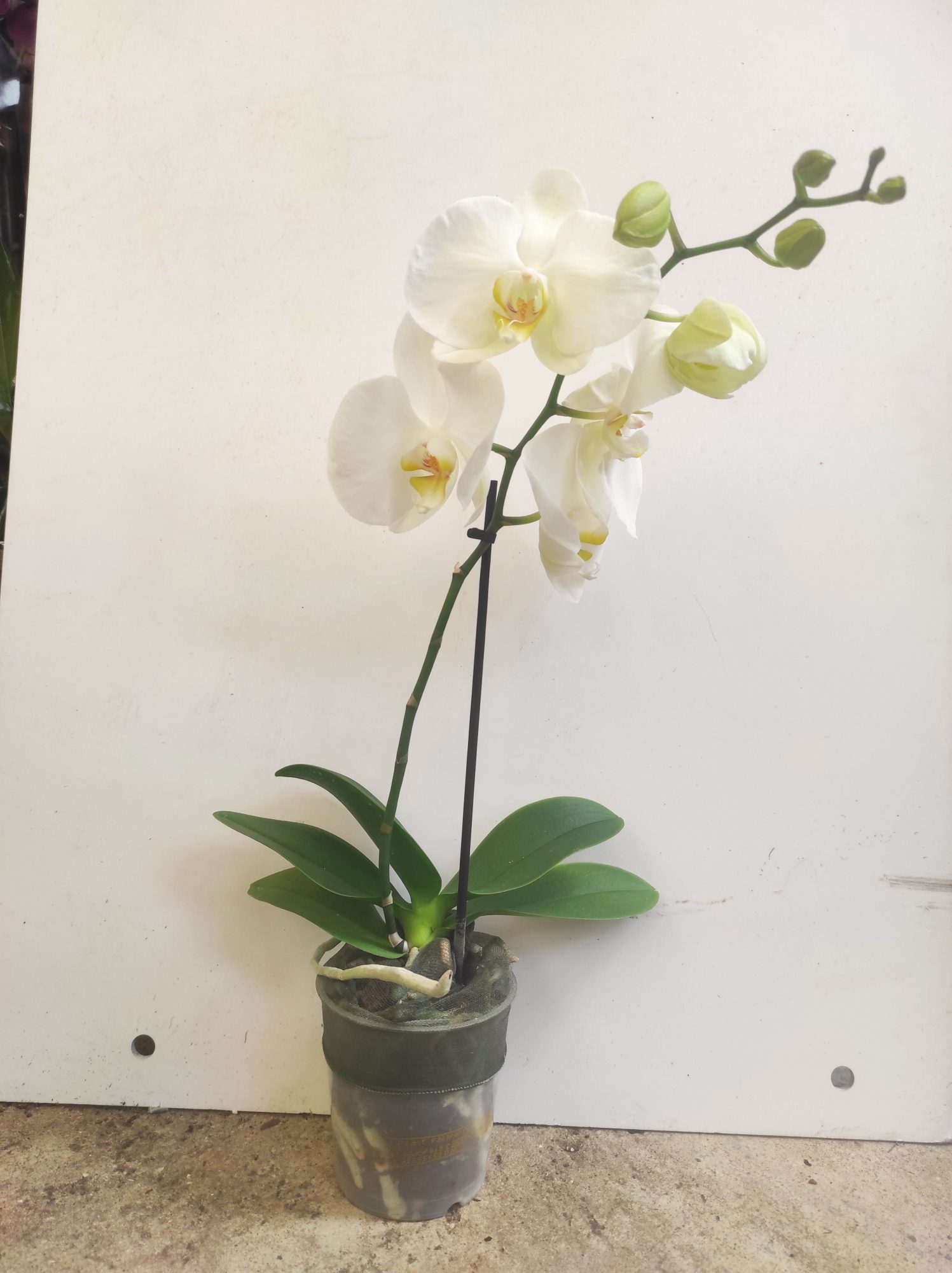Phalaenopsis V.9 - Image 2