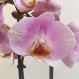 Phalaenopsis V.9