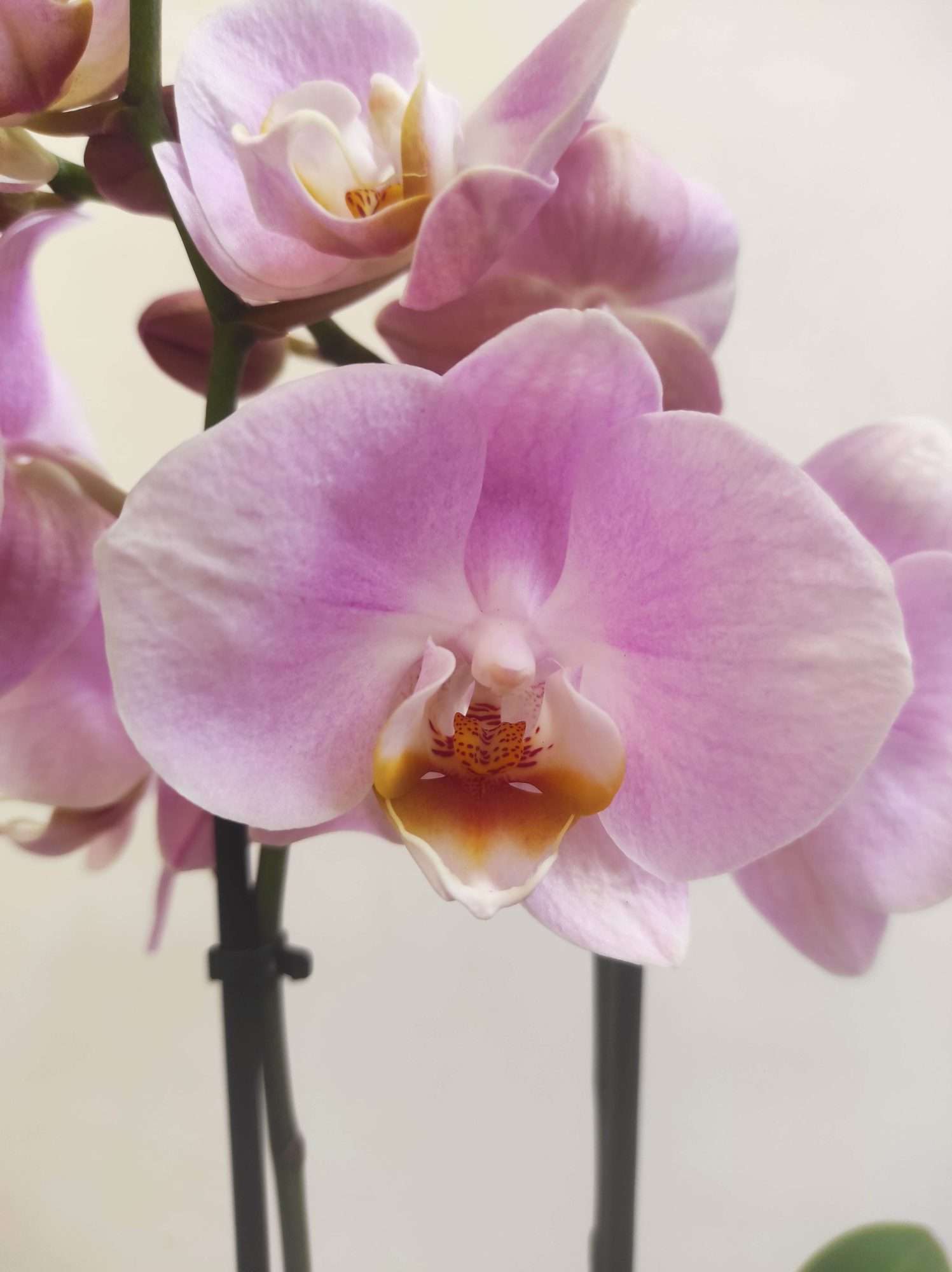 Phalaenopsis V.9