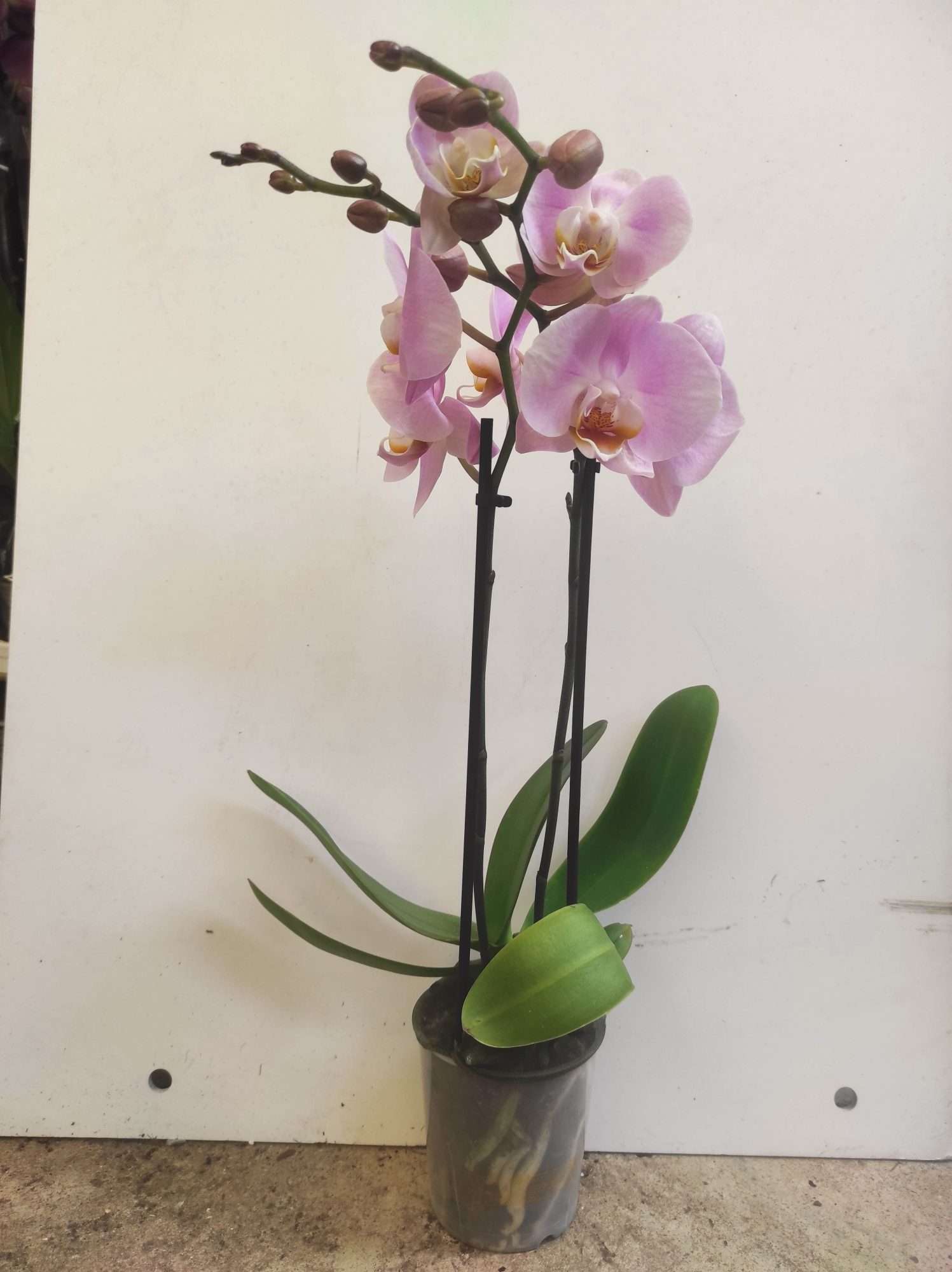 Phalaenopsis V.9 - Image 2