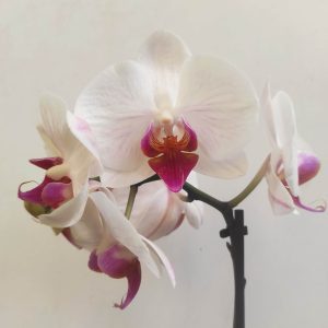 Phalaenopsis V.9
