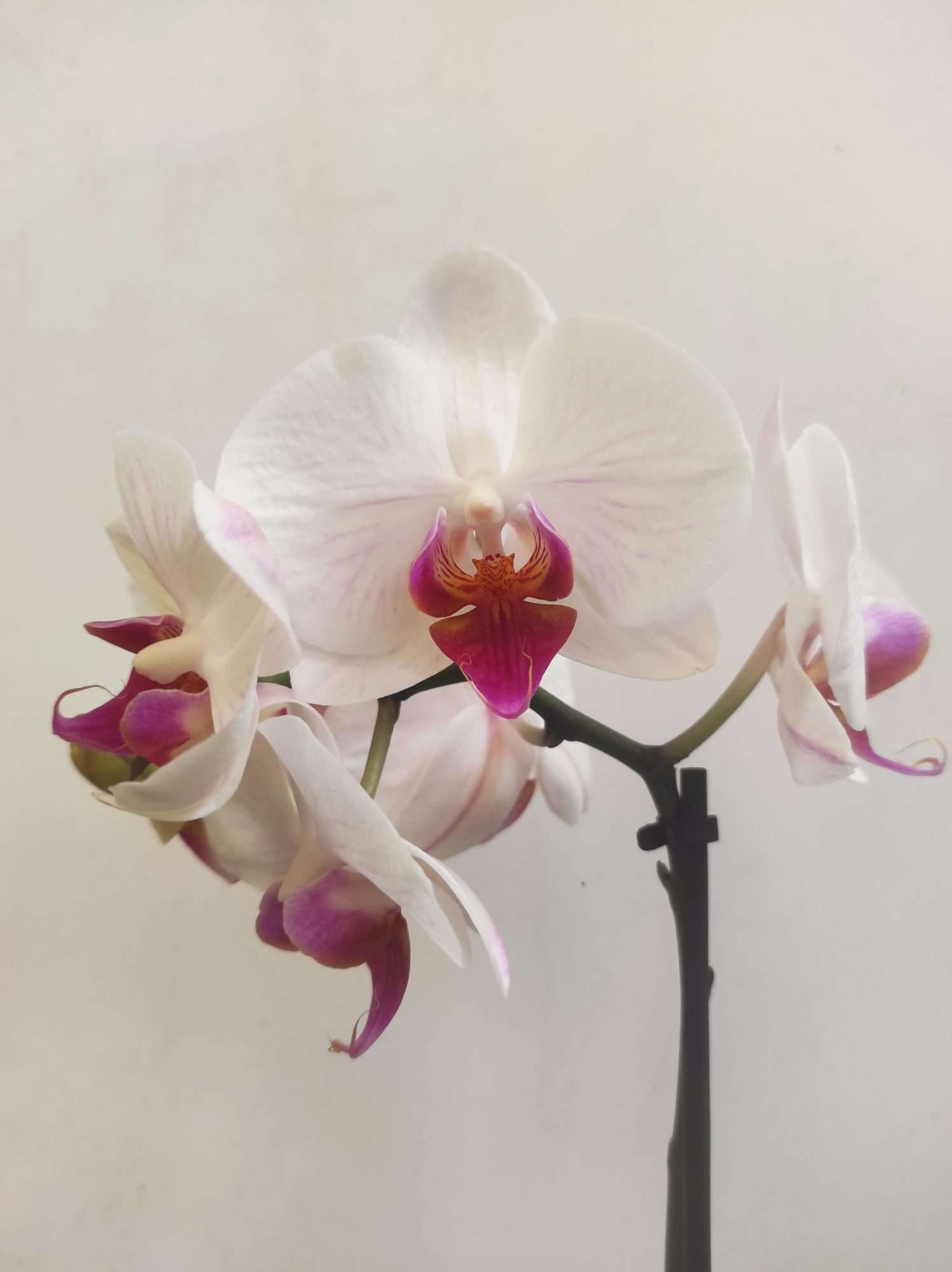 Phalaenopsis V.9