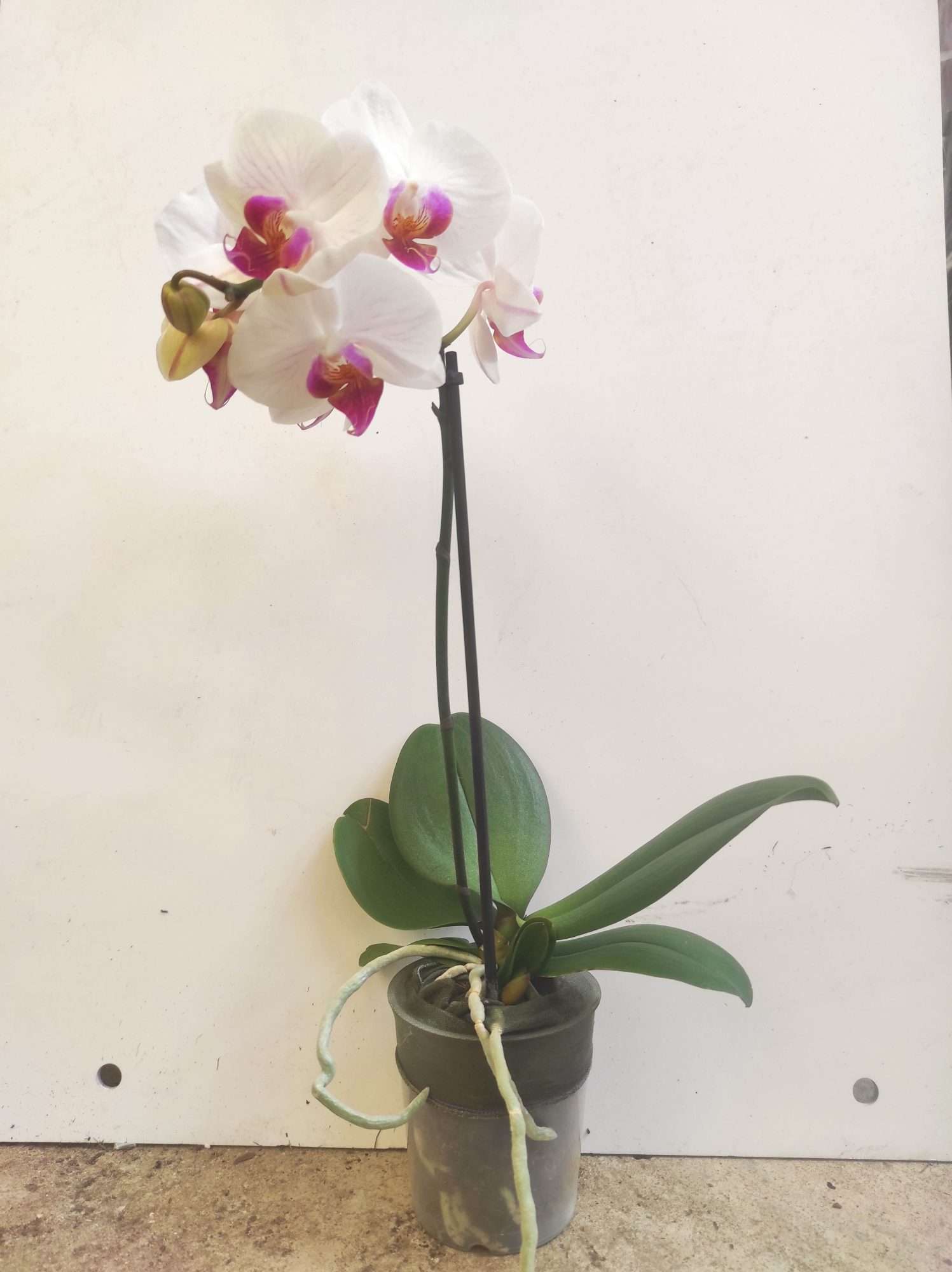 Phalaenopsis V.9 - Image 2