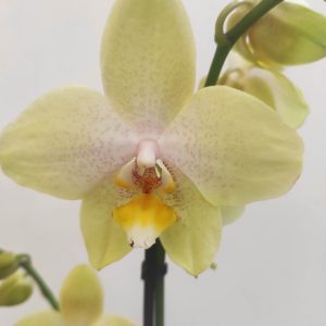 Phalaenopsis V.9