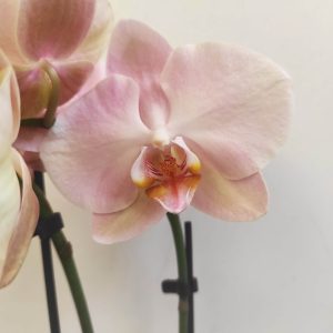 Phalaenopsis V.9