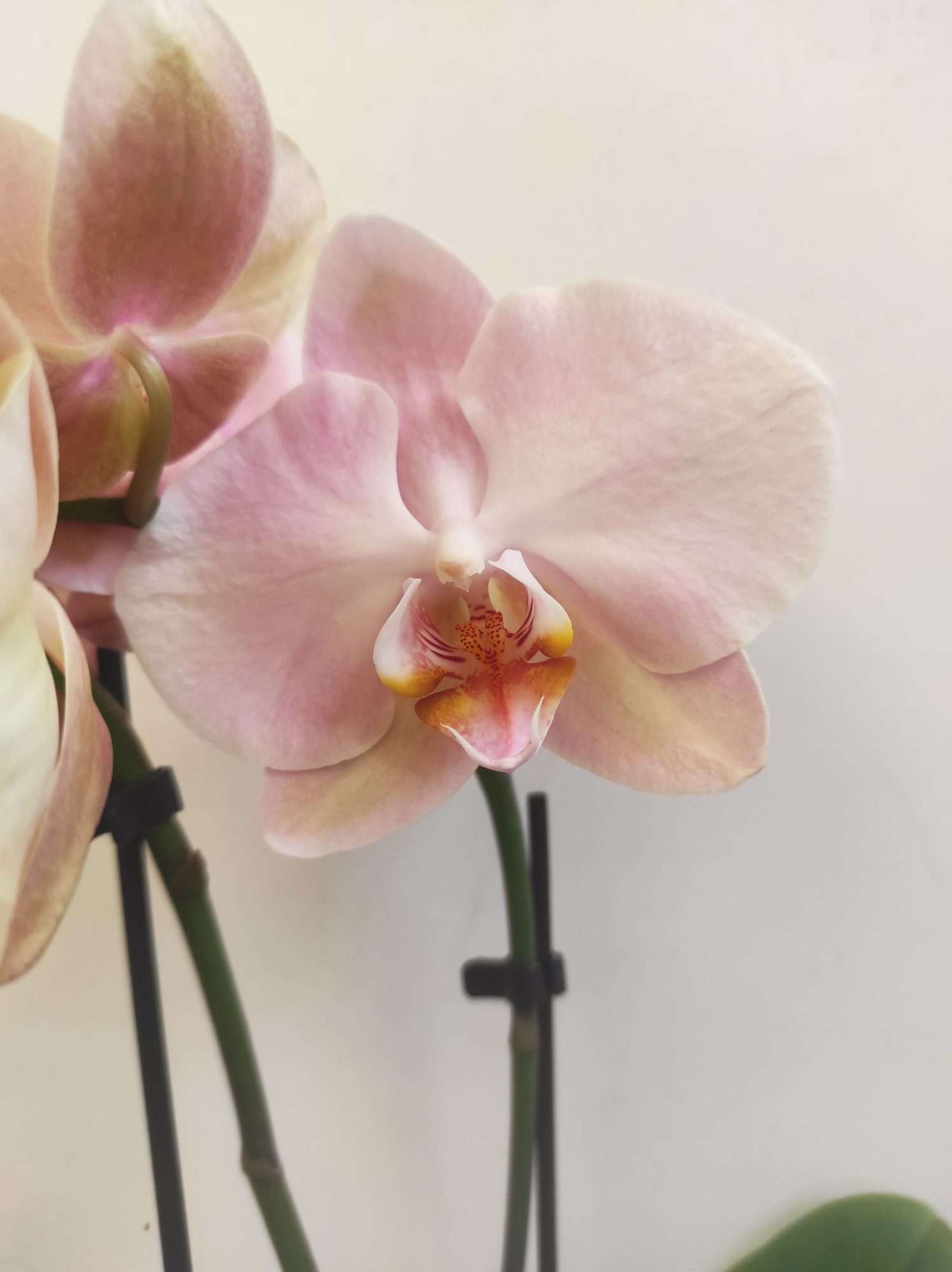 Phalaenopsis V.9
