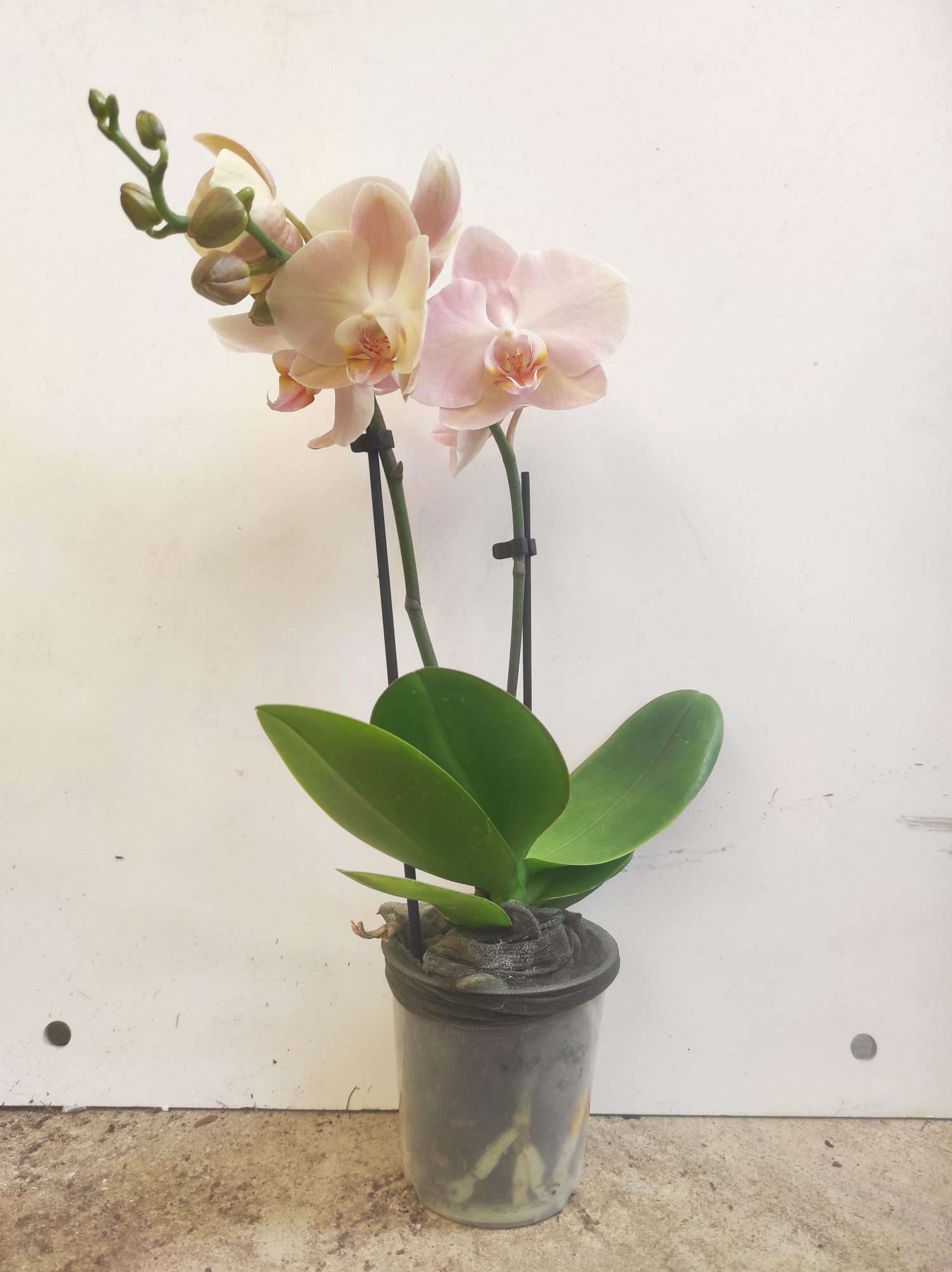 Phalaenopsis V.9 - Image 2