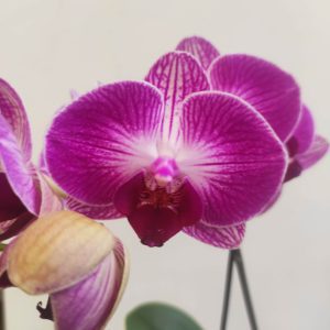 Phalaenopsis V.9