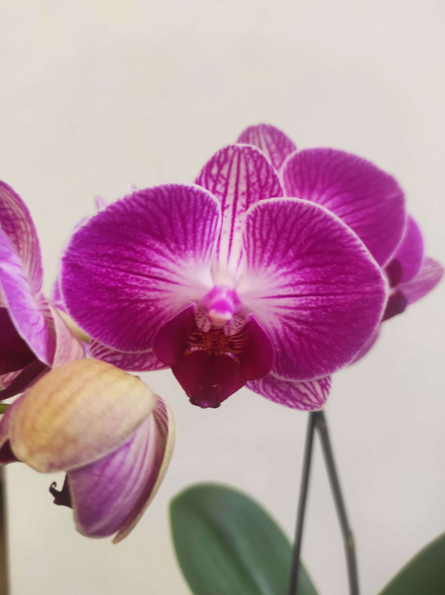Phalaenopsis V.9