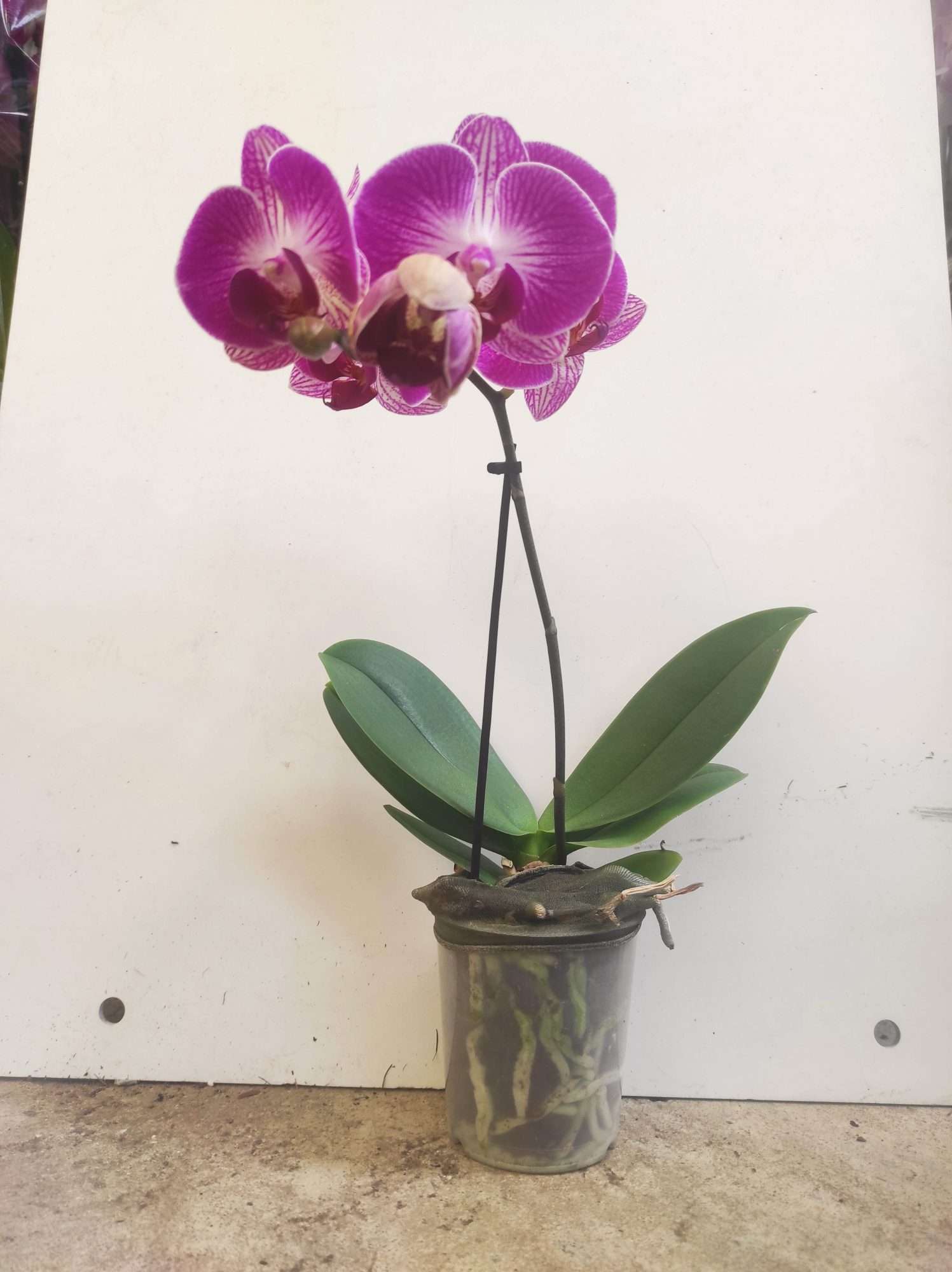 Phalaenopsis V.9 - Image 2