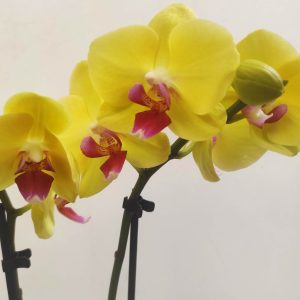 Phalaenopsis V.9