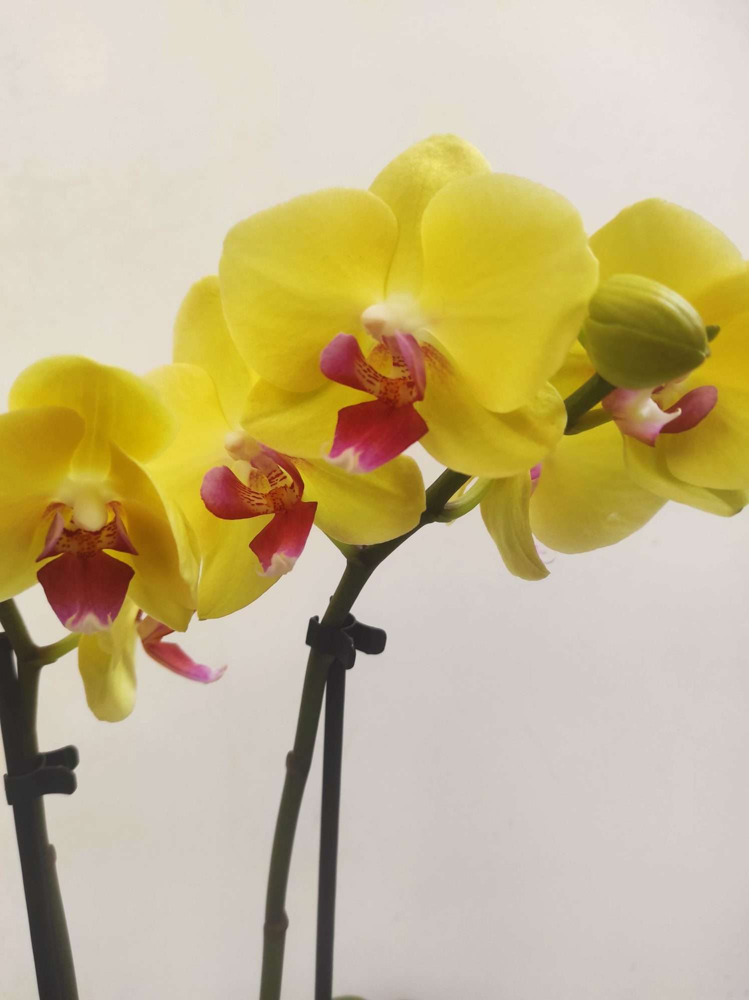 Phalaenopsis V.9