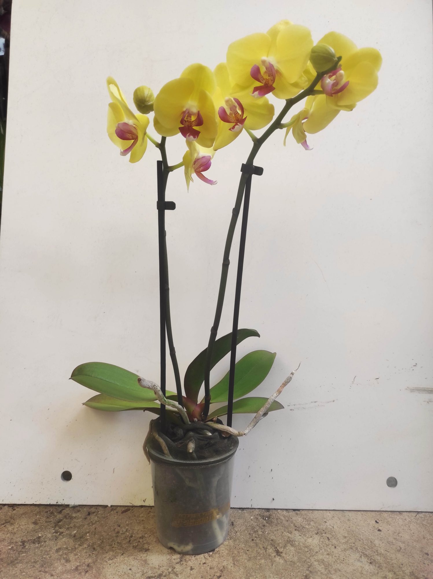 Phalaenopsis V.9 - Image 2