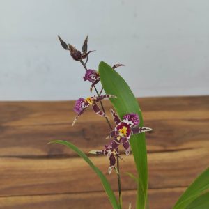 Brassia Summer Dream