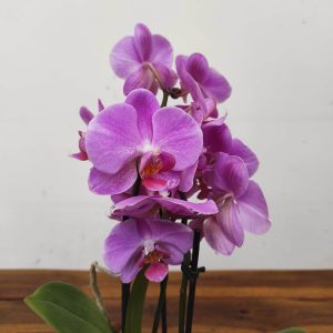 Phalaenopsis V.9