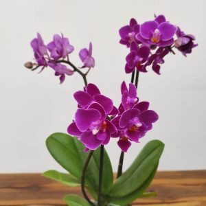 Phalaenopsis V.9