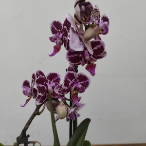 Phalaenopsis V.9