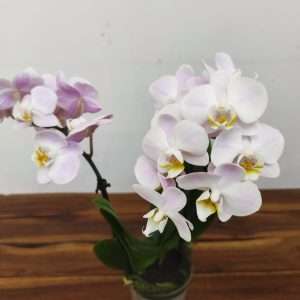 Phalaenopsis V.9