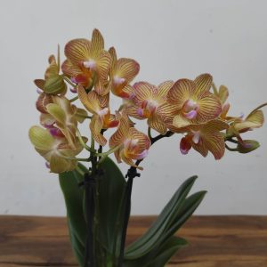 Phalaenopsis V.9