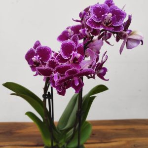Phalaenopsis V.9