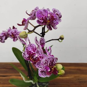 Phalaenopsis V.9