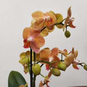 Phalaenopsis V.9