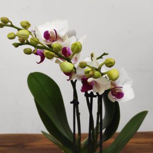 Phalaenopsis V.9