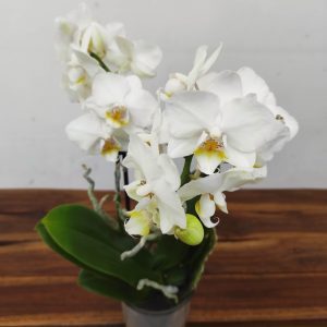 Phalaenopsis V.9