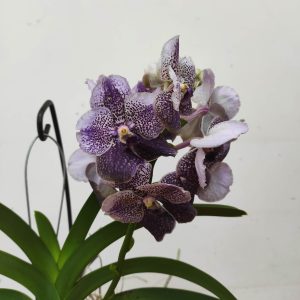 Vanda Híbrida