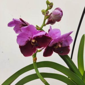 Vanda Híbrida