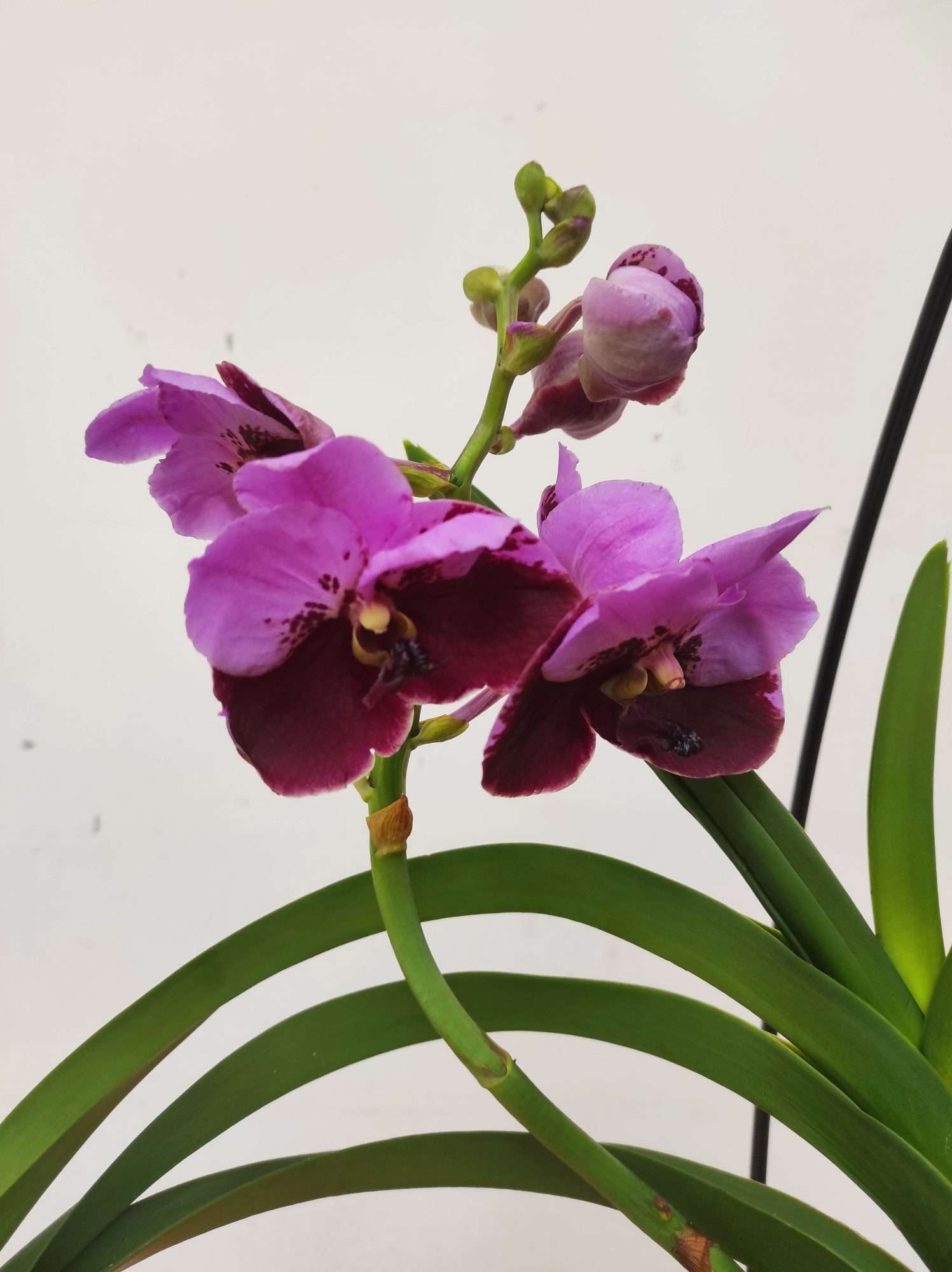 Vanda Híbrida